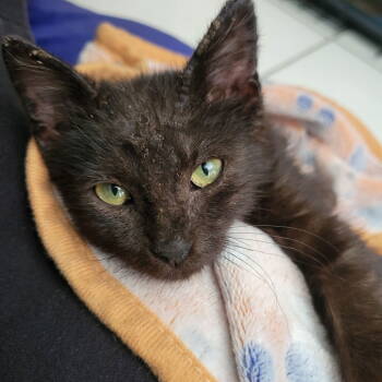 Rescue Domestic Short Hair Cats for Adoption in Dallas, Texas - Gretel | PetCurious