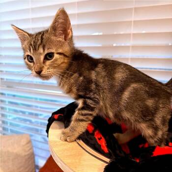 Charlie -  Domestic Short Hair Cat for Adoption in League City, Texas - Charlie | PetCurious