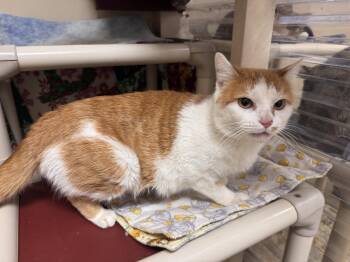 Domestic Short Hair Cats Available for Adoption - Sheena | PetCurious