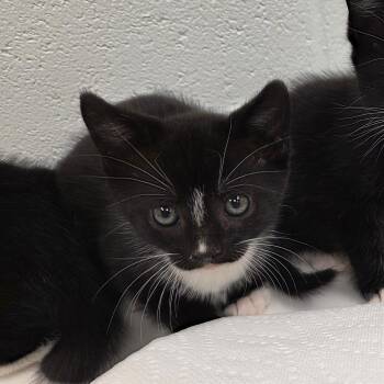 Knuckles -  Domestic Short Hair Cat for Adoption in Chattanooga, Tennessee - Knuckles | PetCurious