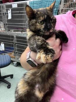 Lanie -  Domestic Short Hair Cat for Adoption in Danielsville, Georgia - Lanie | PetCurious