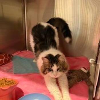 Phoenix 2 -  Domestic Long Hair Cat for Adoption in Cumming, Georgia - Phoenix 2 | PetCurious