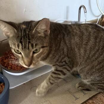 Sara -  Tabby Cat for Adoption - Sara | PetCurious