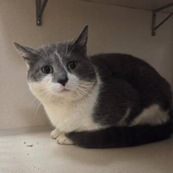 Domestic Short Hair Cats Available for Adoption in Ballston Spa, New York - Spot | PetCurious