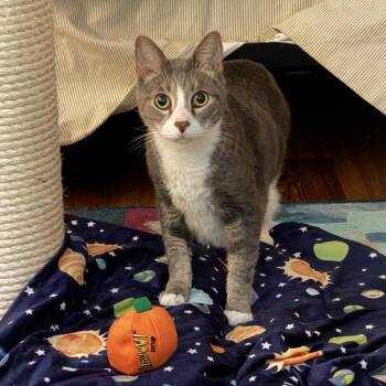 Astro -  Domestic Short Hair Cat for Adoption in Charlottesville, Virginia - Astro | PetCurious