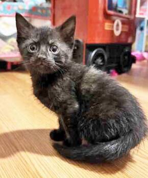 Domestic Short Hair Cats Available for Adoption - LILLY | PetCurious