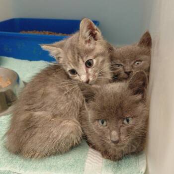 Leia -  Domestic Short Hair Cat for Adoption in Charlottesville, Virginia - Leia | PetCurious