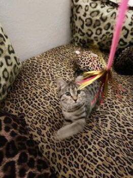 Domestic Short Hair and Tabby Cats Available for Adoption in Chandler, Arizona - Jody "niko" Davis | PetCurious