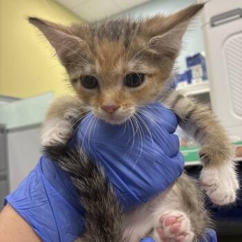 Henrietta -  Domestic Short Hair Cat for Adoption in Greensboro, North Carolina - Henrietta | PetCurious