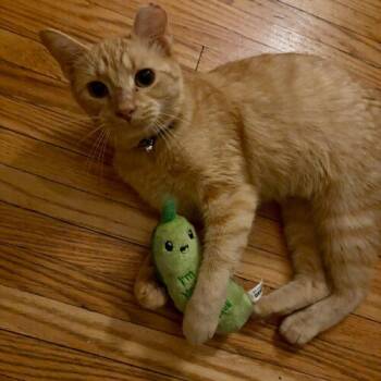 Trout -  Domestic Short Hair Cat for Adoption in Canal Winchester, Ohio - Trout | PetCurious