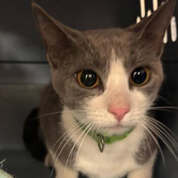 Miki -  Domestic Short Hair Cat for Adoption in Birmingham, Alabama - Miki | PetCurious