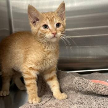 Denali -  Domestic Short Hair Cat for Adoption in Hailey, Idaho - Denali | PetCurious
