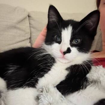 Rescue Domestic Short Hair Cats for Adoption in Westhampton, New York - Hugo | PetCurious