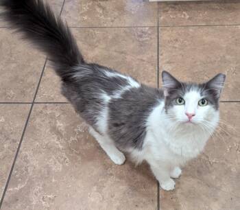 Chicken -  Domestic Medium Hair Cat for Adoption in Phoenix, Arizona - Chicken | PetCurious