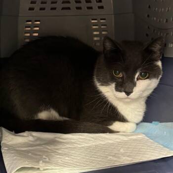 Delta -  Domestic Short Hair Cat for Adoption in Salt Lake City, Utah - Delta | PetCurious