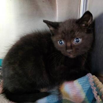 Indica -  Domestic Medium Hair Cat for Adoption in Fort Bragg, California - Indica | PetCurious