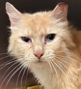 GOLDIE -  Domestic Long Hair Cat for Adoption in Elizabethton, Tennessee - GOLDIE | PetCurious