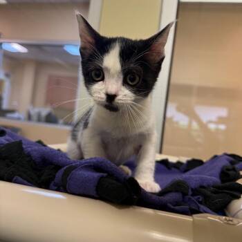 Marshmallow -  Domestic Short Hair Cat for Adoption - Marshmallow | PetCurious
