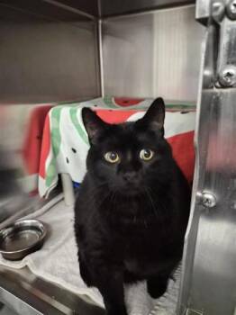 Merlou -  Domestic Short Hair Cat for Adoption in Montreal, Quebec - Merlou | PetCurious