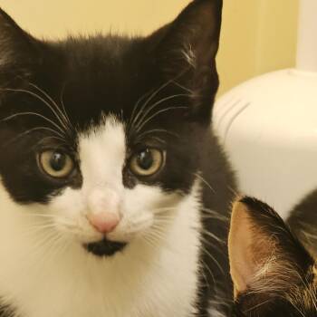 Cherry Garcia -  Domestic Short Hair Cat for Adoption in Burlington, Ontario - Cherry Garcia | PetCurious