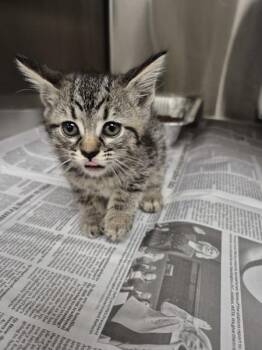 Lou -  Domestic Short Hair Cat for Adoption in Lawrenceville, Georgia - Lou | PetCurious