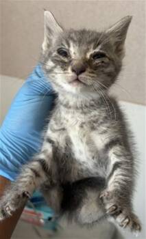 Domestic Short Hair Cats Available for Adoption in San Bernardino, California - LIL | PetCurious
