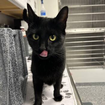 Domestic Short Hair Cats Available for Adoption in Greenville, South Carolina - Do-si-do | PetCurious