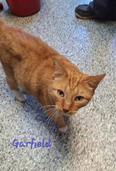 Garfield -  Tabby Cat for Adoption in Stanton, Kentucky - Garfield | PetCurious