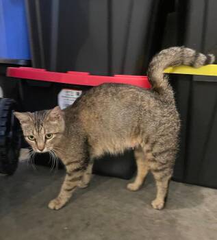 Gabi -  Domestic Short Hair Cat for Adoption in Columbia, Illinois - Gabi | PetCurious
