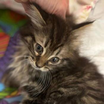 Domestic Short Hair Cats Available for Adoption in Gordonsville, Tennessee - Suzanne | PetCurious