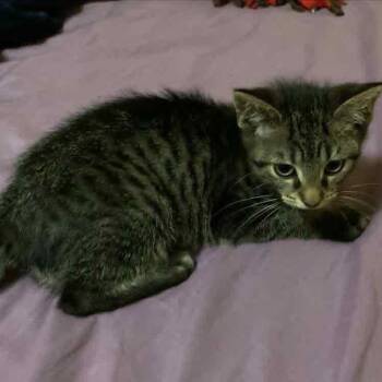 Tablespoon -  Domestic Short Hair Cat for Adoption in Martinsville, Indiana - Tablespoon | PetCurious