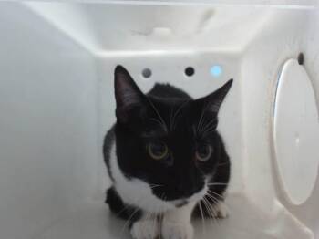SUZANNE -  Domestic Short Hair Cat for Adoption in Albuquerque, New Mexico - SUZANNE | PetCurious