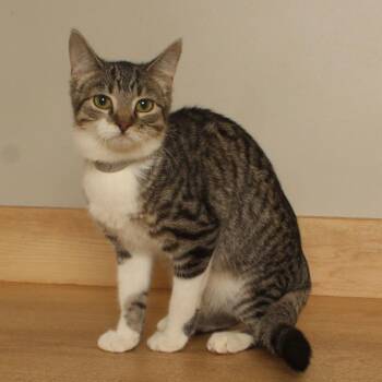 Happy C71136 -  Domestic Short Hair Cat for Adoption in Minnetonka, Minnesota - Happy C71136 | PetCurious