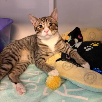 Gerald -  Domestic Short Hair Cat Available for Adoption in Sarasota, Florida - Gerald | PetCurious