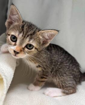 Sparrow Hawk - At shelter -  Domestic Short Hair Cat for Adoption in Rustburg, Virginia - Sparrow Hawk - At Shelter | PetCurious