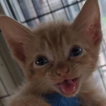 Domestic Short Hair Cats Available for Adoption in San Antonio, Texas - Bubble Gum | PetCurious