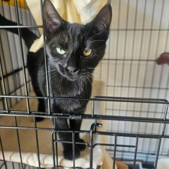 Sno-Cap -  Domestic Short Hair Cat for Adoption in Candler, North Carolina - Sno-Cap | PetCurious