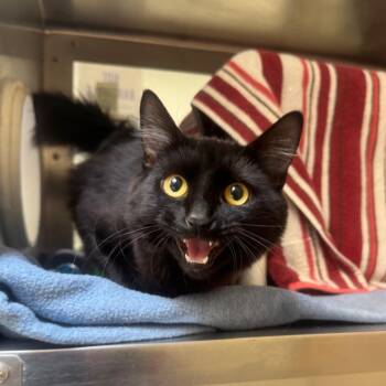 Domestic Medium Hair Cats Available for Adoption in York, Pennsylvania - Bow | PetCurious