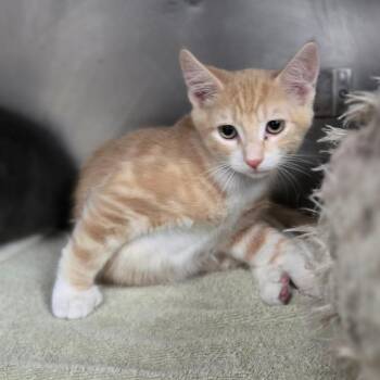 Echo -  Domestic Short Hair Cat for Adoption in San Jacinto, California - Echo | PetCurious