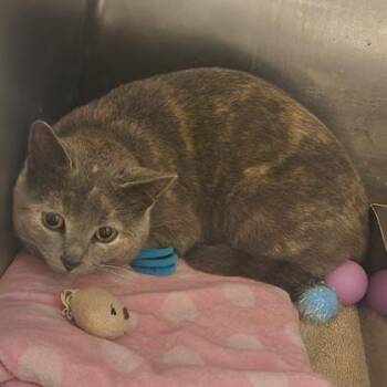 Domestic Short Hair Cats Available for Adoption - Polly | PetCurious