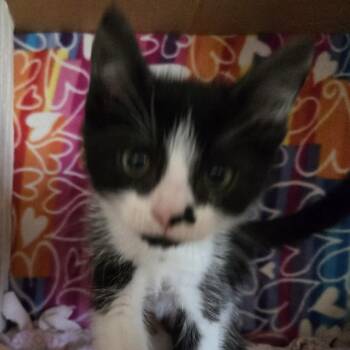 Adrian -  Domestic Short Hair Cat Available for Adoption - Adrian | PetCurious