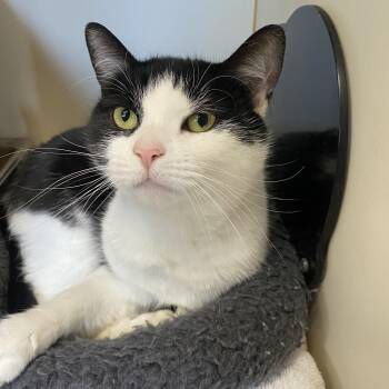 Domestic Short Hair Cats Available for Adoption - Jules | PetCurious