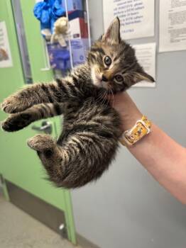 Bumble Bee -  Domestic Short Hair Cat for Adoption in Bloomington, Indiana - Bumble Bee | PetCurious