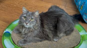 Everly Evermeow -  Domestic Long Hair and Tabby Cat for Adoption in Chandler, Arizona - Everly Evermeow | PetCurious