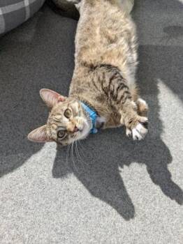 Momo -  Domestic Short Hair Cat for Adoption in Wichita, Kansas - Momo | PetCurious