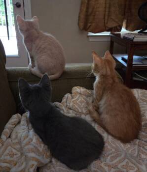 Tuxedo and Domestic Short Hair Cats Available for Adoption - Hamish | PetCurious