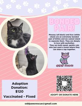 American Shorthair Cats Available for Adoption - Mousey & Koo - Bonded Pair | PetCurious