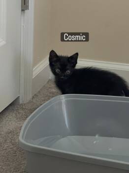 Cosmic -  Domestic Short Hair Cat for Adoption in Charleston, South Carolina - Cosmic | PetCurious
