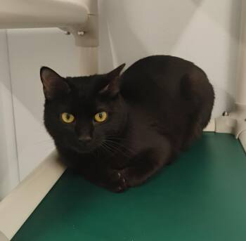 Coi -  Domestic Short Hair Cat for Adoption in Kalamazoo, Michigan - Coi | PetCurious