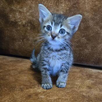 Harper -  Domestic Short Hair Cat for Adoption in San Antonio, Texas - Harper | PetCurious
